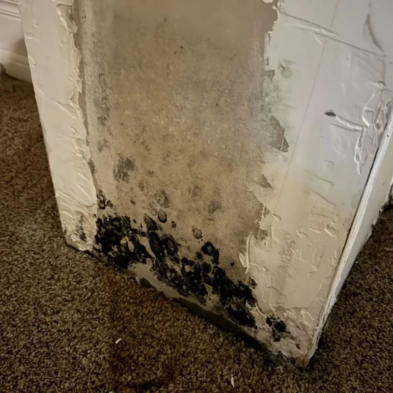 Professional Mold Removal in Portsmouth, RI